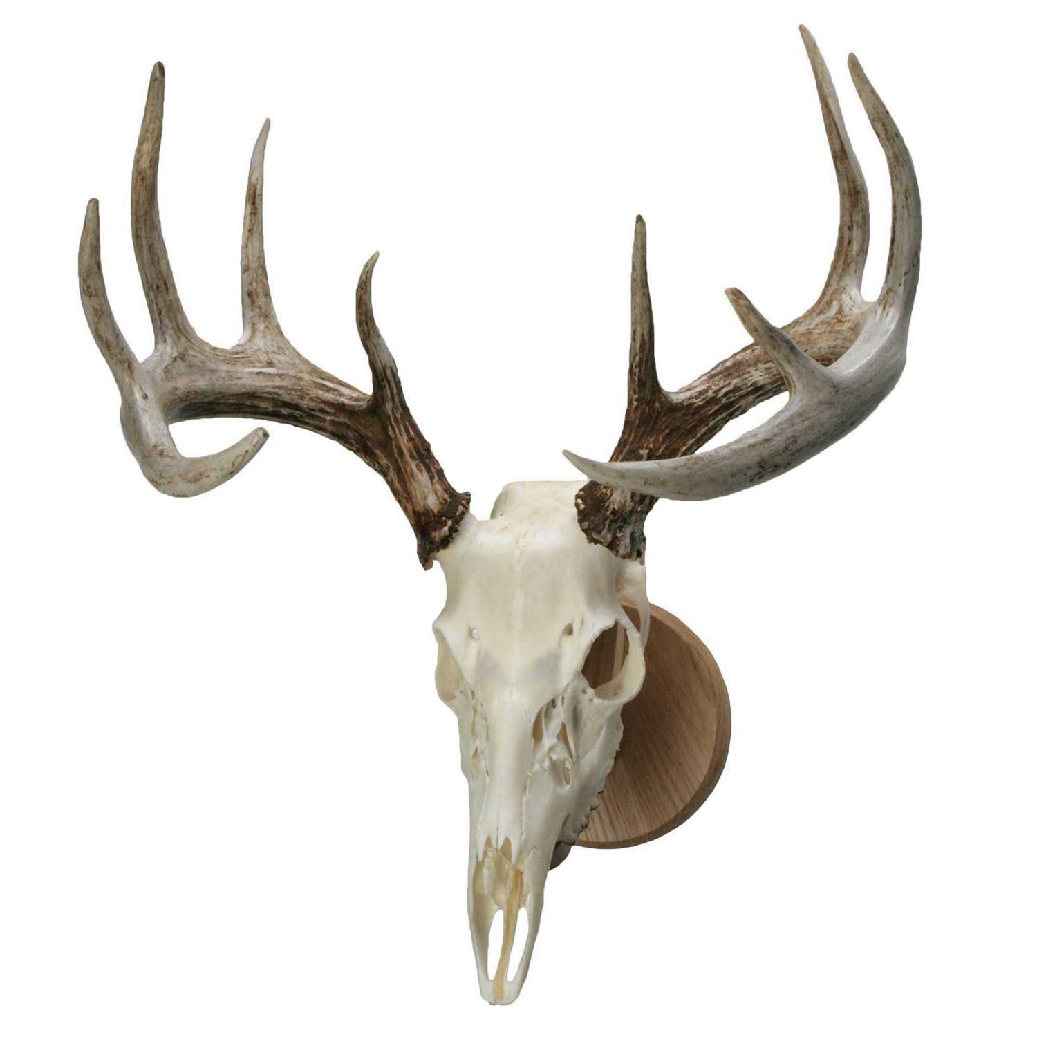 Walnut Hollow Country Solid Oak Skull Mount Kit - Image 4